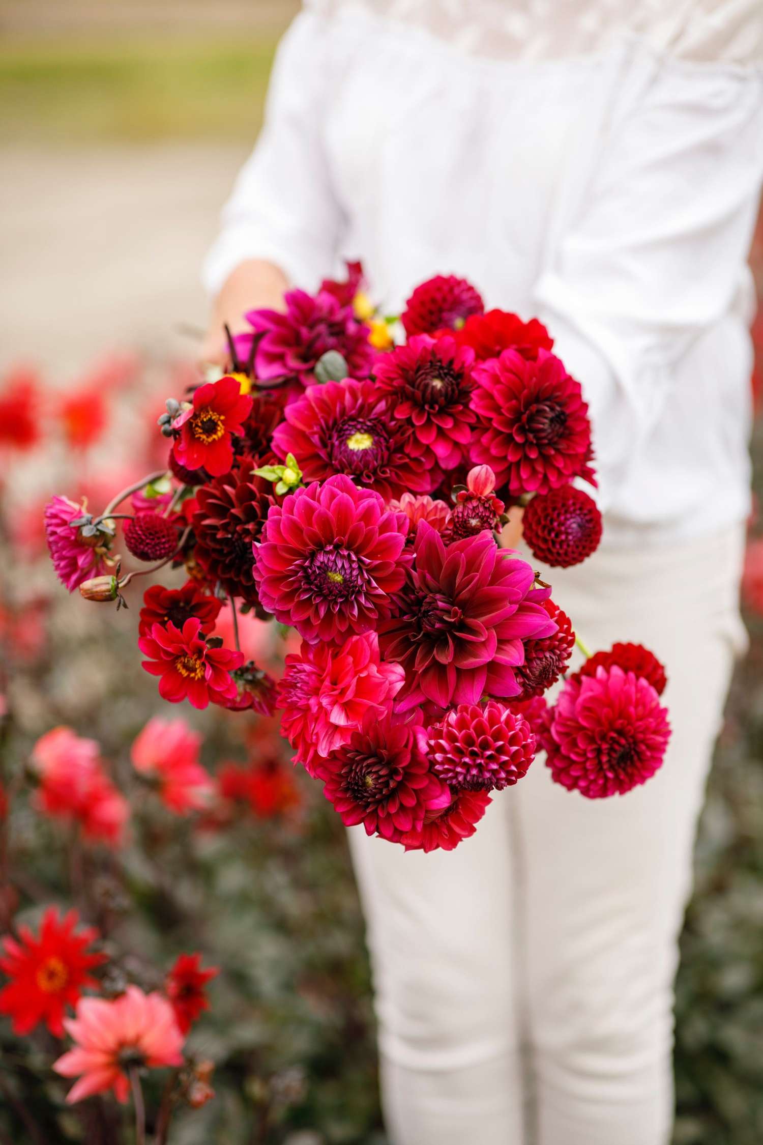 Mélange de dahlias 'Kathrine'